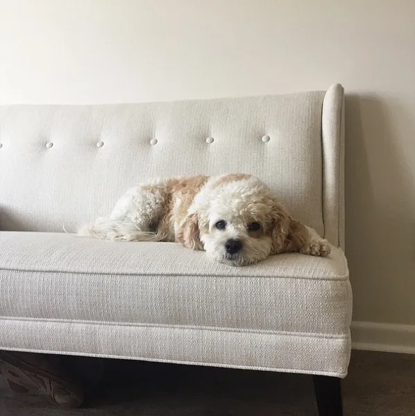 Toby, the studio dog and official greeter at The Pilates Room